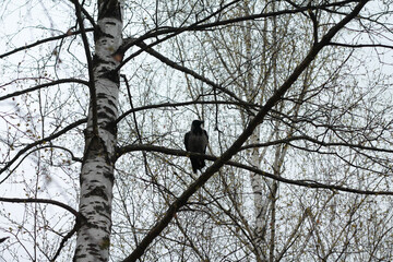 Obraz premium Black crow perched on a birch tree branch with white bark, representing wildlife, northern nature, and seasonal atmosphere.