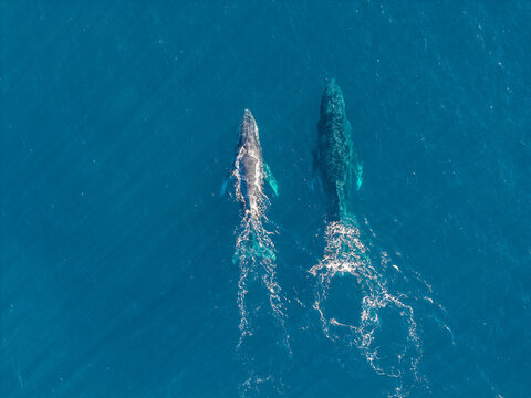 Two whales Ariel view.