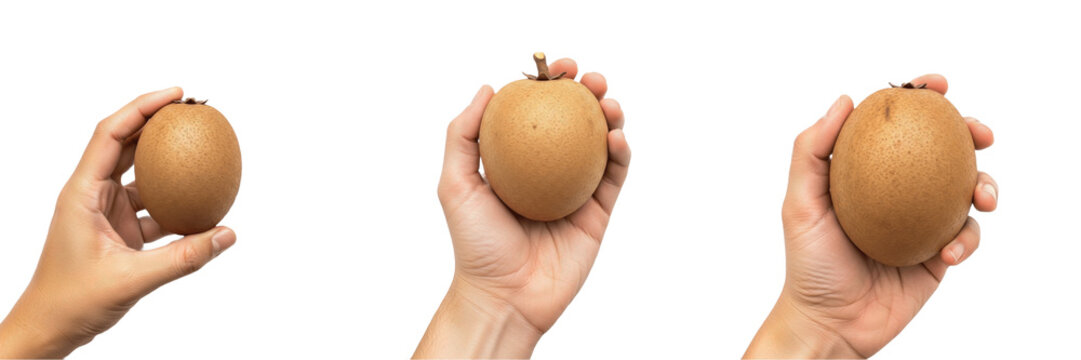 Hand holding ripe chikoo fruit - Manilkara zapota (Zapote / Sapotillier) - Fresh Organic Tropical Fruit - Healthy Vegan Snack - Natural Sweetness - High Quality Stock Photo Image - Premium Fruit Photo