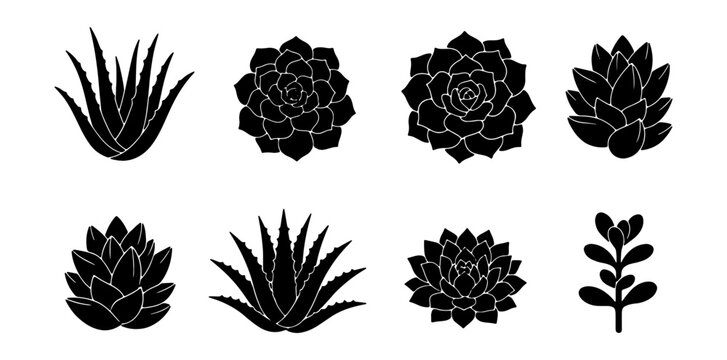 Set of hand drawn succulent plants, cacti and aloe vera, black silhouettes