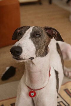 Curious Greyhound with Gentle Eyes Looking Up Indoors