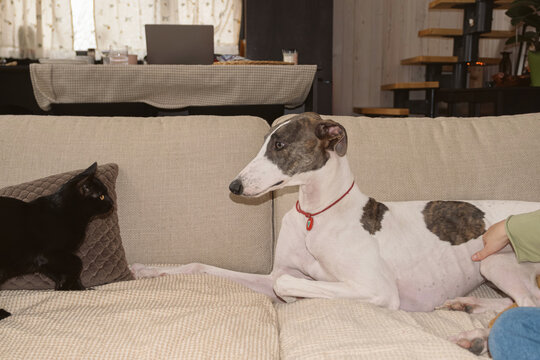 Greyhound sits on couch with cat in living room at home