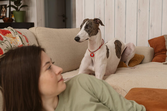Owner interacts with greyhound dog on a couch in home setting
