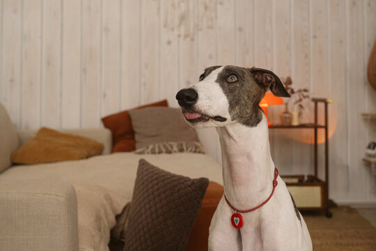 Curious dog with expressive look in cozy home interior