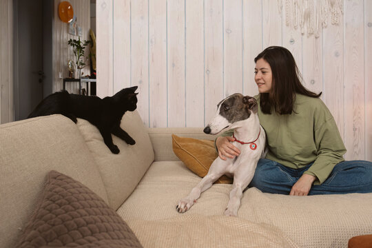 Dog and cat interact with owner on a couch at home