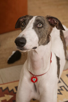 Curious Greyhound with Gentle Eyes Looking Up Indoors
