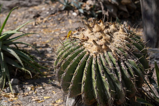planta biznaga gigante, cact&aacute;cea con espinas a nivel de suelo 