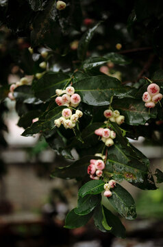 Closeup of ripe wax apples on the tree.