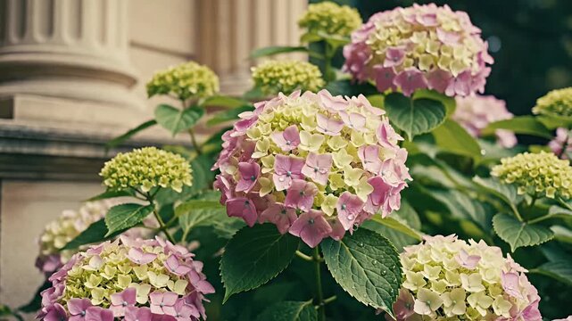 Close up of vibrant hydrangea flowers with green leaves in sunlight