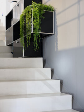 Indoors office staircase with storage furniture and green plant
