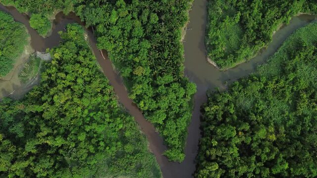 Rainforest of Siberut, mentawai islands, Indonesia