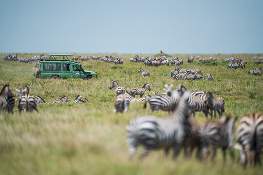 Safari vehicle observing large zebra herd in savanna