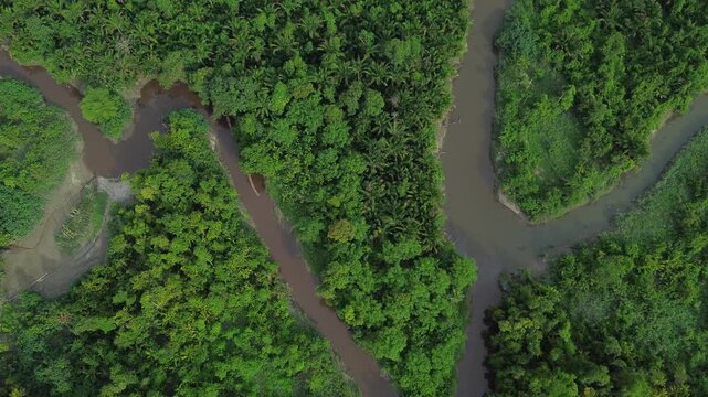 Rainforest of Siberut, mentawai islands, Indonesia