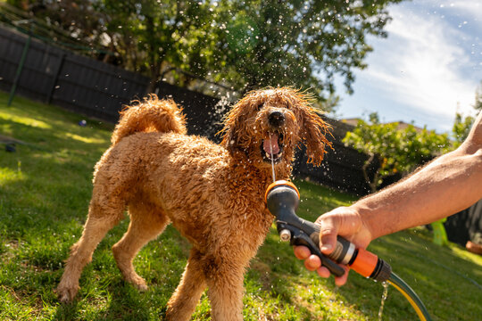 Groodle Puppy Playing with Water in Backyard