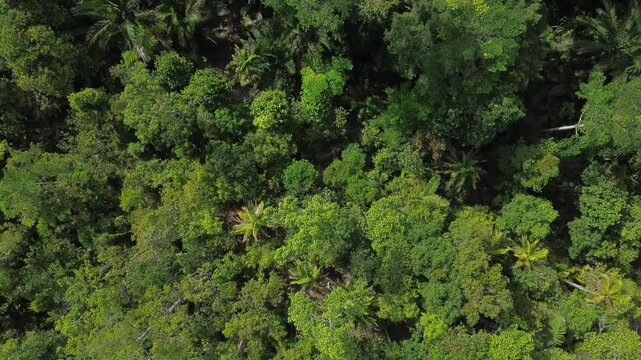 Rainforest of Siberut, mentawai islands, Indonesia