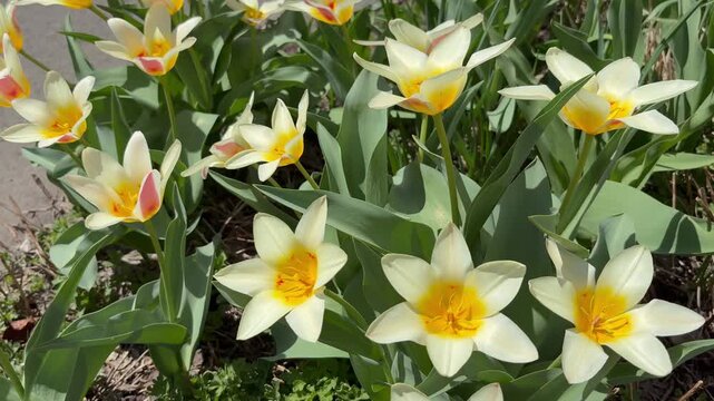 Slow tilt-down shot of yellow tulips swaying in a gentle breeze