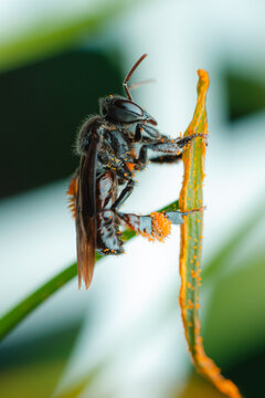 Black stingless bee with pollen baskets full of orange 
