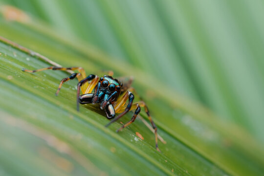 Jumping spider with iridescent cephalothorax and large eyes