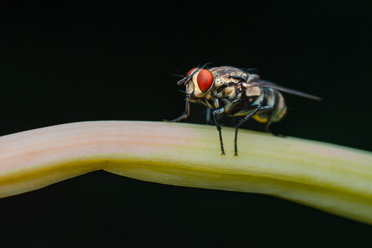 Fly with striking red compound eyes perched on a plant stem