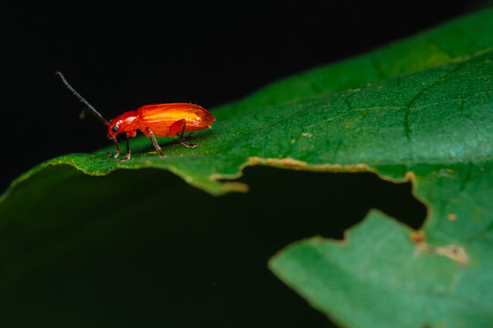 Orange beetle (chrysomelidae family) crawling on a green leaf