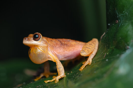 Small orange tree frog inflating its vocal sac while croaking