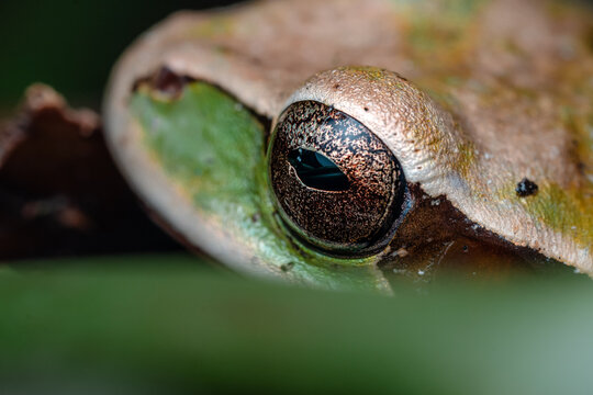 Frog eye showing intricate details of its iris and pupil