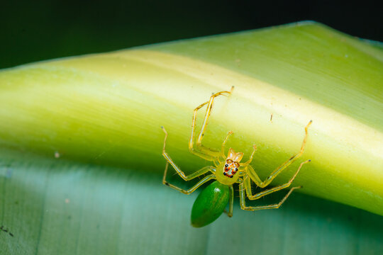 Green lynx spider peucetia viridans 