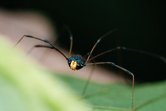 Harvestman with long legs and iridescent body resting 