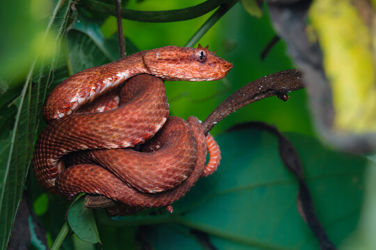 Eyelash viper snake coiled on a branch in Costa Rica