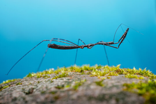 Stick insect showing perfect camouflage on mossy surface