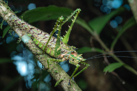 Katydid insect camouflaging on a tree branch
