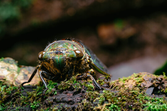Cicada resting on mossy bark in a forest, an insect with large eyes