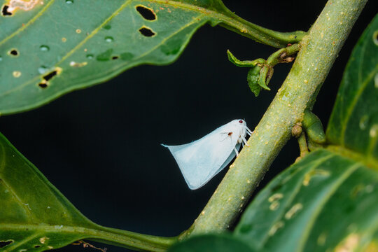 Flatid planthopper on a green stem with leaves