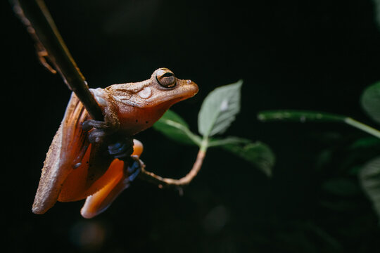 Tree frog gripping branch in dark rainforest environment