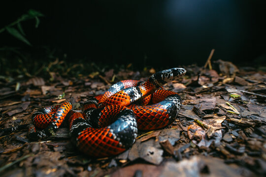 False coral snake camouflaging on forest floor, displaying vibrant red
