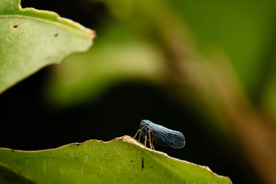 Blue planthopper insect perching on a green leaf edge