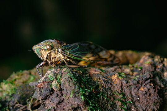 Close up of a cicada resting on moss