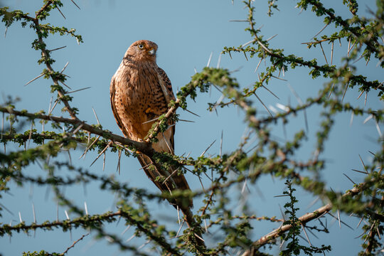 Greater kestrel perching on acacia thorn tree in africa