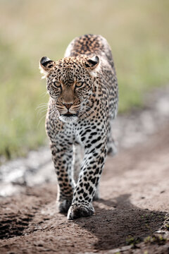 Leopard walking on dirt track in savanna looking forward