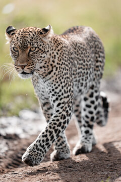 Leopard walking in african wilderness during safari