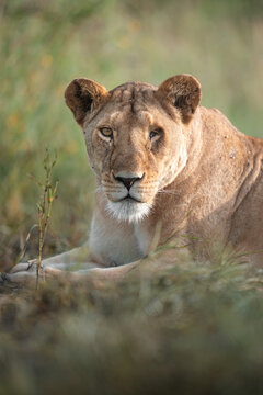 Lioness resting in a savanna environment looking directly
