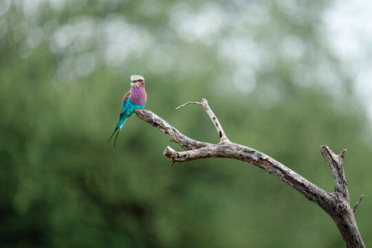 Lilac-breasted roller bird perching on dry branch