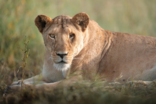 Lioness with blind eye resting in savanna grass