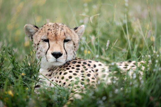 Cheetah resting in tall green grass in nature