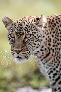 Leopard big cat looking straight ahead in wilderness