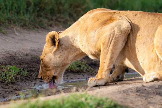 Lioness drinking water on dirt track in africa