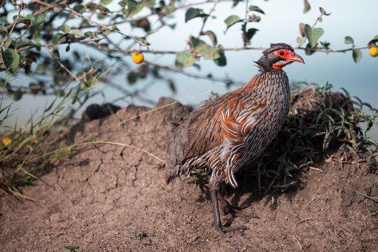 Red-necked spurfowl standing on dry ground in nature