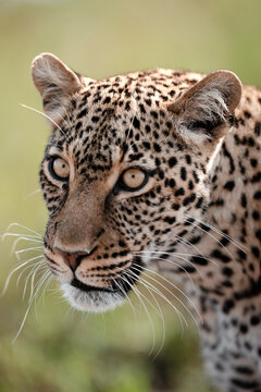 Leopard portrait with intense eyes in savannah environment