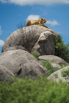 Lioness resting on granite kopje in serengeti