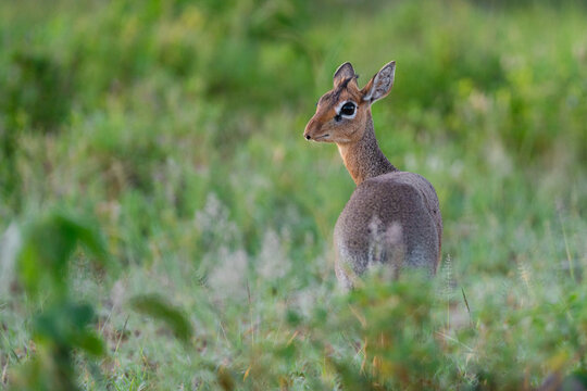 Dik-dik antelope looking back in wild savannah